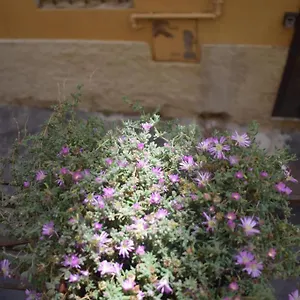 Casa San Michele - Monolocale Con Bagno E Cottura Appartamento Piombino